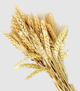 首页-PA集团有限公司官网入口